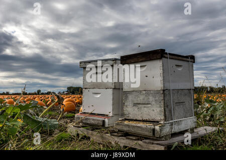 Honigbienen und Kürbisse auf Westham Insel in Ladner BC Stockfoto