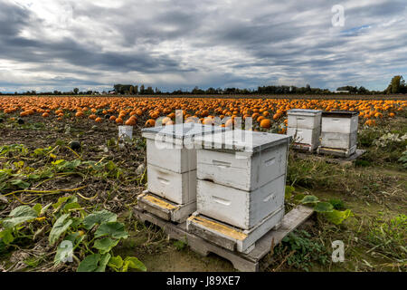 Honigbienen und Kürbisse auf Westham Insel in Ladner BC Stockfoto