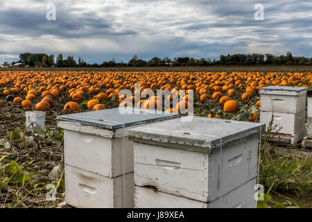 Honigbienen und Kürbisse auf Westham Insel in Ladner BC Stockfoto