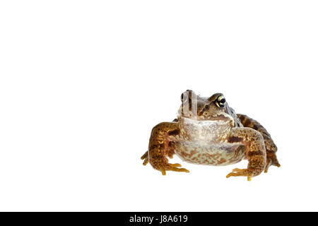 Makro, close-up, Makro-Aufnahme, Nahaufnahme Blick, Tier, Amphibien, Frosch, sitzt, Stockfoto