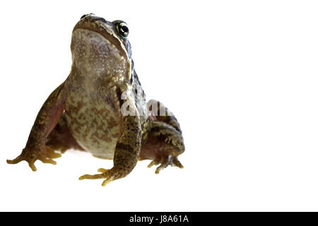 Makro, close-up, Makro-Aufnahme, Nahaufnahme Blick, Tier, Amphibien, Frosch, sitzt, Stockfoto