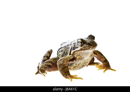 Makro, close-up, Makro-Aufnahme, Nahaufnahme Blick, Tier, Amphibien, Frosch, sitzt, Stockfoto