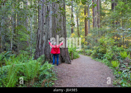 Erwachsene Männer, hochgezogene Arme, die mit Dem Alten Redwood-Baum "Sequoia sempervirens", Western Sword Ferns, Waldweg, frühmorgendliches Licht kommunizieren. Stockfoto