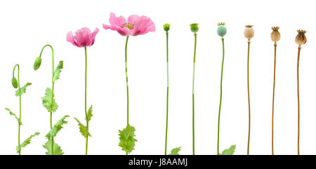 isoliert, Blume, Pflanze, Blumen, Mohn, Wachstum, Entwicklung, Sequenz, in der Nähe, Stockfoto