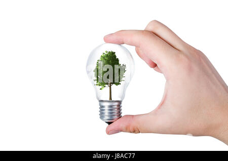 Energie-Effizienz-Konzept. Abstrakte Komposition mit Baum Birne auf weißem Hintergrund Stockfoto