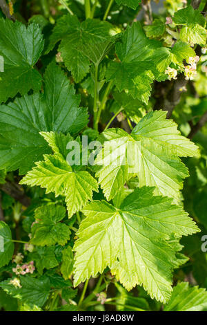 Johannisbeere Zweige mit Blüten und junge Blätter Stockfoto