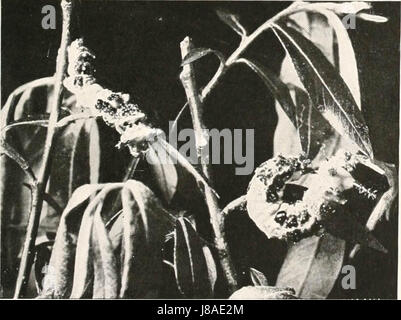 "Vögel anderer Länder, Reptilien, Fische, gegliederte Tiere und niederen Formen;" (1917) Stockfoto