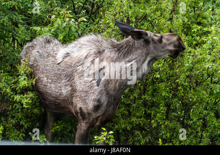 Kuh Elch Fütterung im Denali National Park Stockfoto