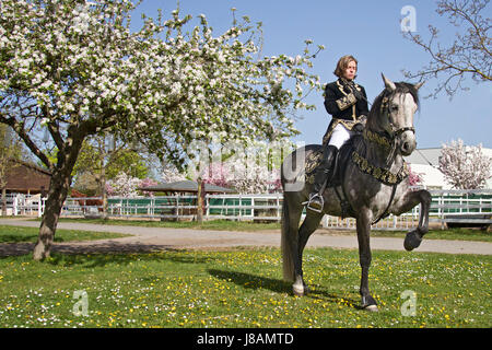 Pferd, Tier, Barock, Reiten, Kostüm, Reiter, Pferdesport, Reiten, Stockfoto