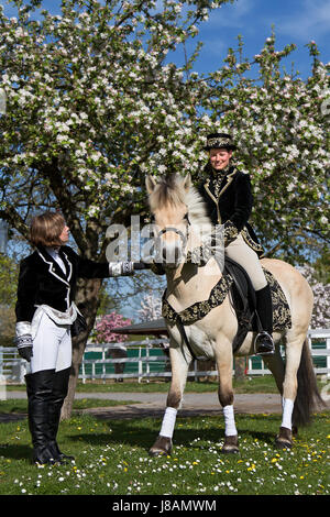 Pferd, Tier, Barock, Reiten, Kostüm, Reiter, Pferdesport, Reiten, Stockfoto