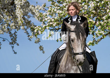 Pferd, Tier, Barock, Reiten, Kostüm, Reiter, Pferdesport, Reiten, Stockfoto