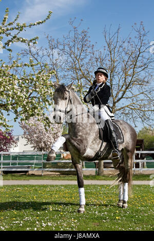 Pferd, Tier, Barock, Reiten, Kostüm, Reiter, Pferdesport, Reiten, Stockfoto