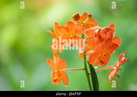 Orange Orchidee Blume gegen grüne Wien Stockfoto