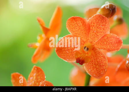 Orange Orchidee Blume gegen grüne Wien Stockfoto