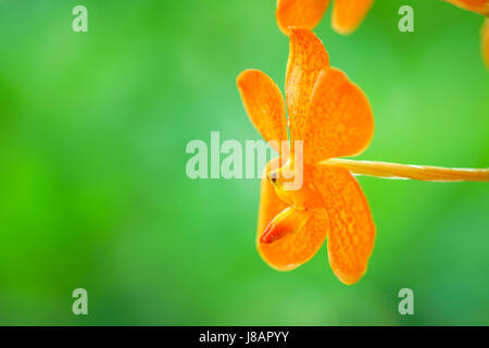 Orange Orchidee Blume gegen grüne Wien Stockfoto