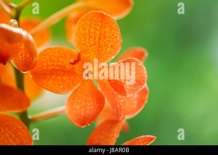 Orange Orchidee Blume gegen grüne Wien Stockfoto