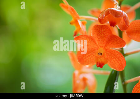 Orange Orchidee Blume gegen grüne Wien Stockfoto