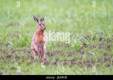 Feldhase (Lepus Europaeus), sitzen auf einer Wiese, Emsland, Niedersachsen, Deutschland Stockfoto