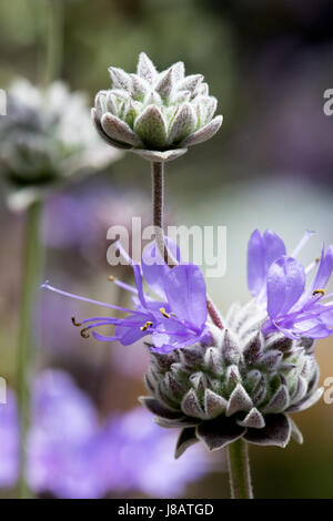 Ein Foto einer Cleveland Salbei Blume, auch bekannt als California Blue Salbei - Salvia clevelandii Stockfoto