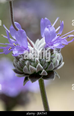 Ein Foto einer Cleveland Salbei Blume, auch bekannt als California Blue Salbei - Salvia clevelandii Stockfoto