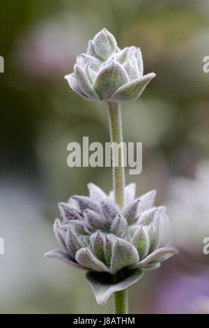 Ein Foto einer Cleveland Salbei Blume, auch bekannt als California Blue Salbei - Salvia clevelandii Stockfoto