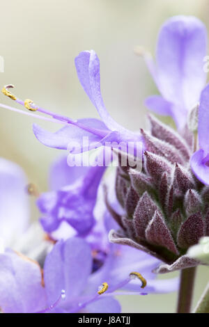 Ein Foto einer Cleveland Salbei Blume, auch bekannt als California Blue Salbei - Salvia clevelandii Stockfoto