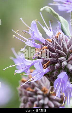 Ein Foto einer Cleveland Salbei Blume, auch bekannt als California Blue Salbei - Salvia clevelandii Stockfoto