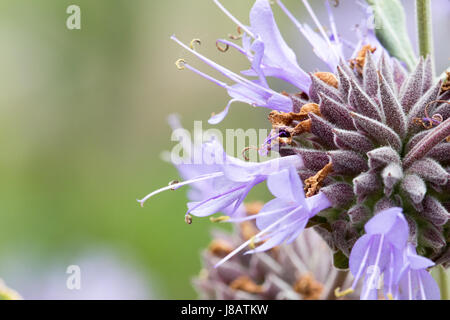 Ein Foto einer Cleveland Salbei Blume, auch bekannt als California Blue Salbei - Salvia clevelandii Stockfoto