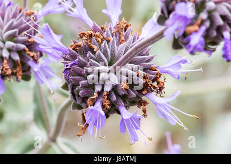 Ein Foto einer Cleveland Salbei Blume, auch bekannt als California Blue Salbei - Salvia clevelandii Stockfoto