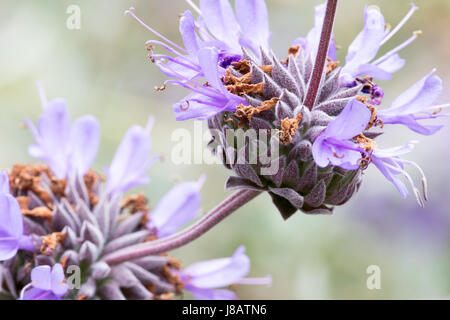 Ein Foto einer Cleveland Salbei Blume, auch bekannt als California Blue Salbei - Salvia clevelandii Stockfoto