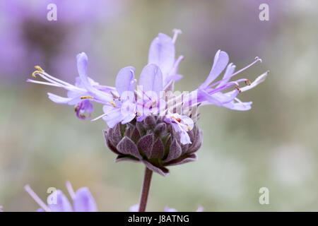 Ein Foto einer Cleveland Salbei Blume, auch bekannt als California Blue Salbei - Salvia clevelandii Stockfoto