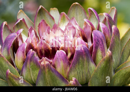 Ein Foto von einer Artischocke-Anlage. Man kann deutlich sehen, die Knospen fast bereit zu blühen. Stockfoto