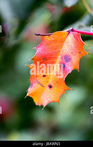 Ein Foto von einem einzigen Mahonie Pflanzenblattes - Mahonia Aquifolium, die leuchtend Orange Farbe geändert hat. Stockfoto