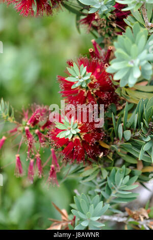 Eine Nahaufnahme einer Bottlebrush-Anlage zeigt die einzigartige zylindrische geformte Natur der Blume. Stockfoto