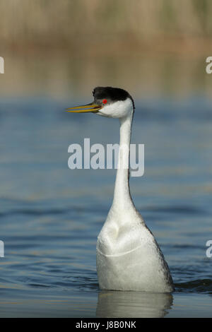 Western Grebe (Aechmophorus Occidentalis) Stockfoto