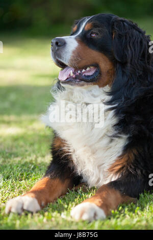 Tier, Tier, Säugetier, Schweiz, Hund, Swiss, Berg, groß, groß, enorm, Stockfoto