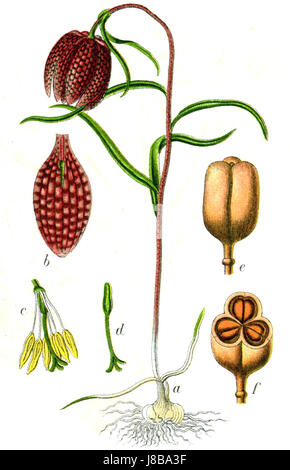 Fritillaria meleagris, auch bekannt als die snakeâ-Kopf-Fritillary, ist eine mehrjährige Blume, die in Europa beheimatet ist. Sie ist bekannt für ihre karierten violetten oder weißen Blüten, die häufig in Feuchtgebieten und Graslandschaften vorkommen. Stockfoto