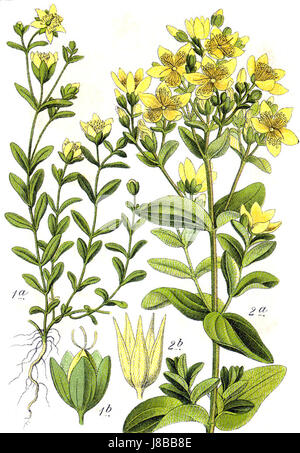 Dieser Titel bezieht sich auf die Pflanzenart Hypericum, die für ihre medizinischen Eigenschaften und ihre breite Verbreitung bekannt ist. Der Begriff „Sturm59990“ kann eine Katalogisierungs- oder Referenznummer für die Anlage sein. Stockfoto