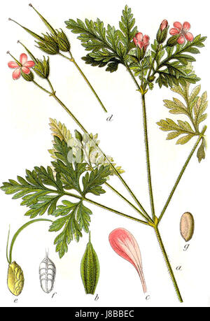 Geranium robertianum, auch bekannt als Herb Robert, ist eine in Europa und Asien heimische Pflanzenart. Es ist bekannt für seine medizinischen Eigenschaften und seine Verwendung in der pflanzlichen Medizin, oft in botanischen Illustrationen wie der von Sturm. Stockfoto