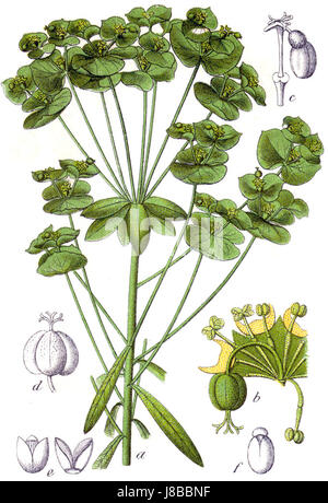 Euphorbia Esula Sturm31 Stockfoto