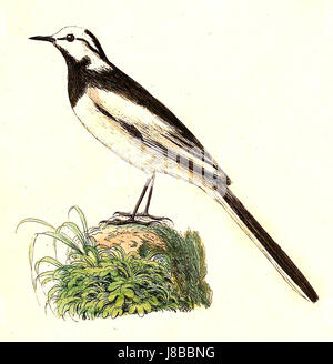 Motacilla Alba Lugens 1832 Stockfoto