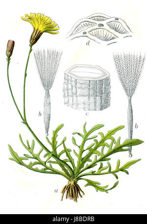 Leontodon autumnalis, auch bekannt als Herbstkraut, ist eine blühende Pflanze, die in Europa und Asien beheimatet ist. Sie ist durch ihre hellgelben Blüten gekennzeichnet und häufig in Grasland und Wiesen. Stockfoto