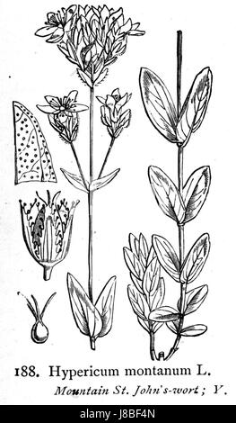 Hypericum montanum, auch bekannt als Johanniskraut, ist eine Pflanzenart in Bergregionen. Es ist für seine medizinischen Eigenschaften bekannt und wird in der traditionellen Medizin wegen seiner heilenden Eigenschaften verwendet. Stockfoto