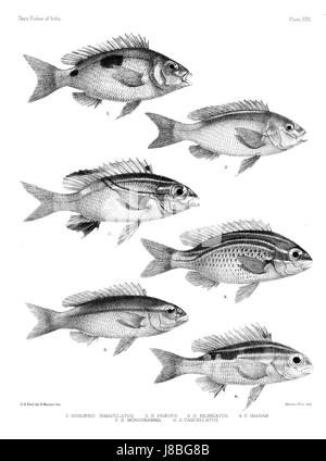 Dieser Titel bezieht sich auf eine Platte aus dem atlas *Fishes of India*, die wahrscheinlich eine Vielzahl von Fischarten in indischen Gewässern darstellt. Sie stellt die wissenschaftliche Dokumentation der indischen Meereslebewesen dar. Stockfoto