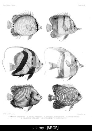 Diese Illustration stammt von „Fishes of India“, einem atlas, der die vielfältige Wasserwelt Indiens zeigt. Platte XXVIII zeigt eine Vielzahl von Fischarten, die in indischen Gewässern vorkommen, was zur Erforschung der biologischen Vielfalt der Meere in der Region beiträgt. Stockfoto