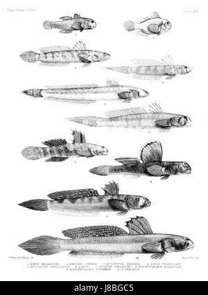 Diese Platte von „Fishes of India“ zeigt detaillierte Abbildungen verschiedener Fischarten, die in indischen Gewässern gefunden wurden. Der atlas bietet wichtige wissenschaftliche Darstellungen der Meereslebewesen in der Region. Stockfoto