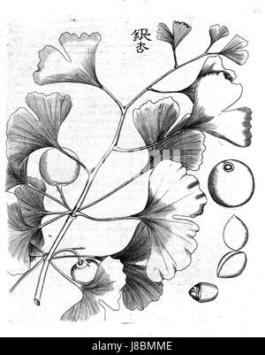 Kaempfer ginkgo Stockfoto