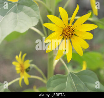Leuchtende gelbe Sonnenblumen mit dunkelgrünem Laub hautnah Stockfoto