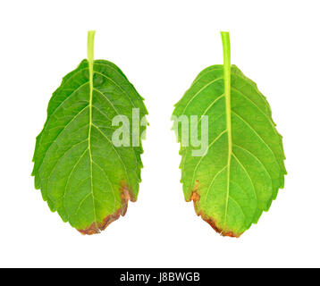 Blatt, isoliert, Blätter, Pilze, Pilz, Krankheit, Krankheit, Krankheit, Laub, Stockfoto