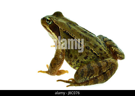 Makro, close-up, Makro-Aufnahme, Nahaufnahme Blick, Tier, Amphibien, Frosch, sitzt, Stockfoto